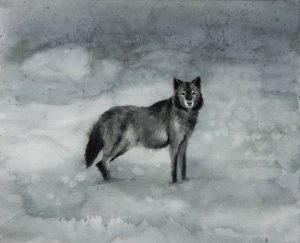 Obra Canis lupus - Serie Colorzoo - Artista Antonio Morales Prats