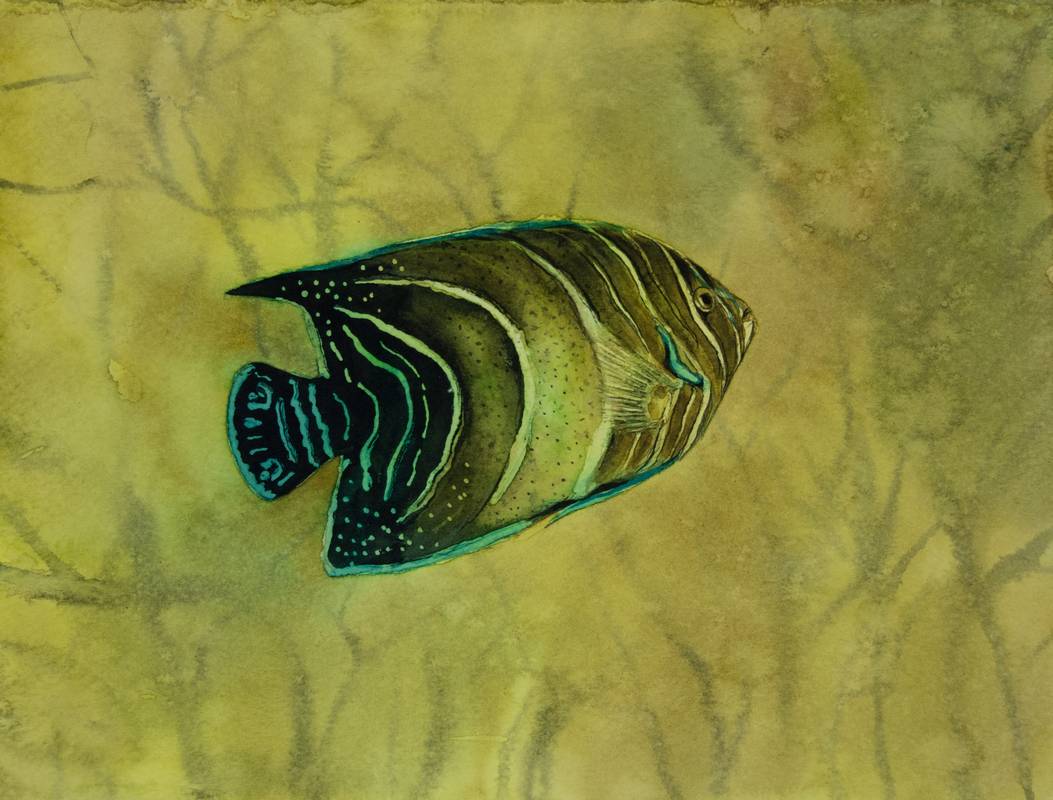 Obra Pomacanthus striatus – Serie Colorzoo – Artista Antonio Morales Prats