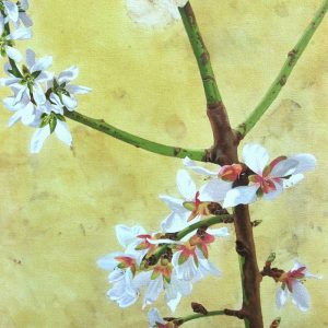 Obra Prunus dulcis - Pintura - Pintor Antonio Morales Prats - Proyecto Kryptos Natura Stationalis